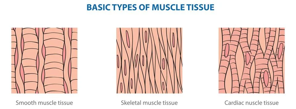 Muscle tissue Stock Illustration