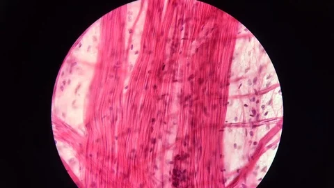Muscle tissue under microscope Stock Footage