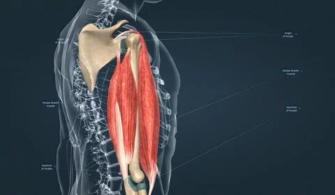 Muscle of the upper arm Stock Illustration