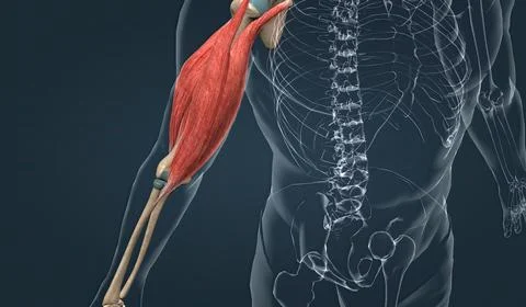 Muscle of the upper arm Stock Illustration