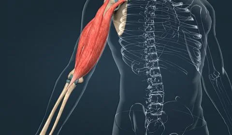 Muscle of the upper arm Stock Illustration