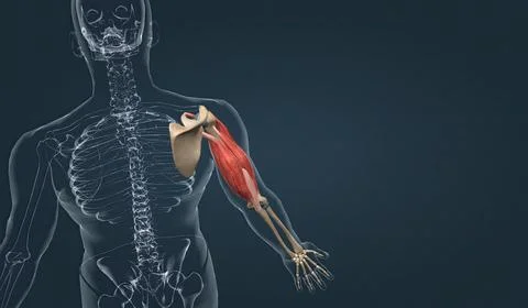 Muscle of the upper arm Stock Illustration