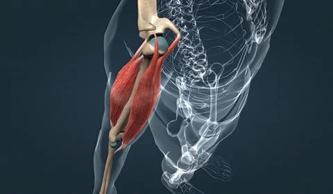 Muscle of the upper arm Stock Illustration