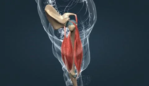 Muscle of the upper arm Stock Illustration