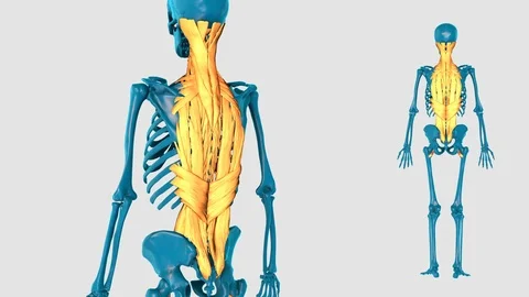 Muscle of vertebral column on a white ba... | Stock Video | Pond5