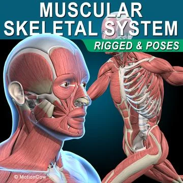 Muscles &amp; Skeleton  Rigged 3D Model