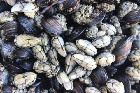 Muscles and Barnacles Stock Photos
