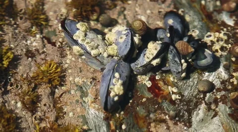 Muscles and Barnicles through rippling water Stock Footage 40432217