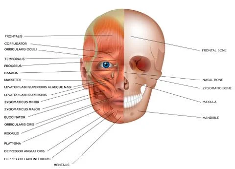 Muscles and bones of the face Stock Illustration