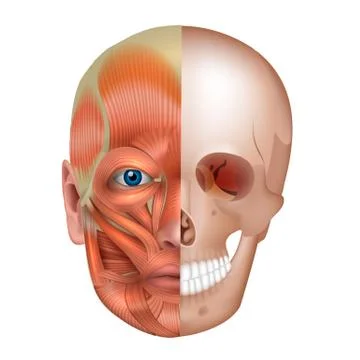 Muscles and bones of the face Stock Illustration