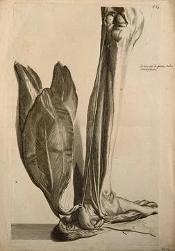 The muscles of the back of the lower left leg. Engraving after G. de Laires.. Stock Illustration