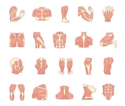 Muscles body anatomy set featuring biceps Stock Illustration