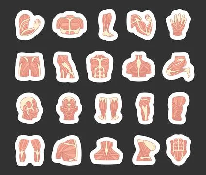 Muscles body anatomy set featuring biceps Stock Illustration