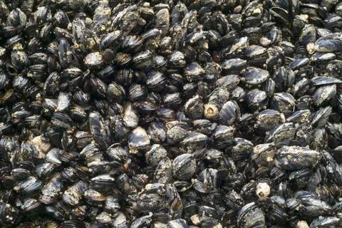 Muscles clams Stock Photos