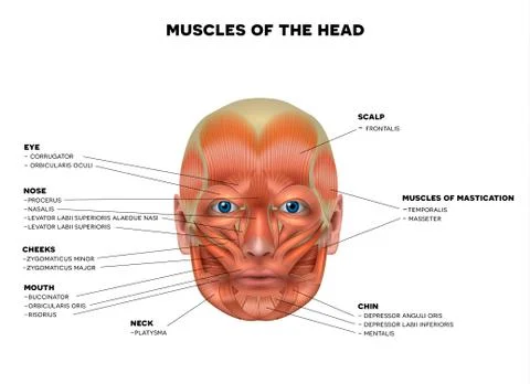 Muscles of the face Stock Illustration