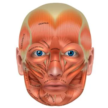 Muscles of the face Stock Illustration