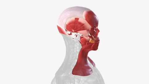 The muscles in head are divided by their function: mastication, vision, and 스톡 동영상 270146972