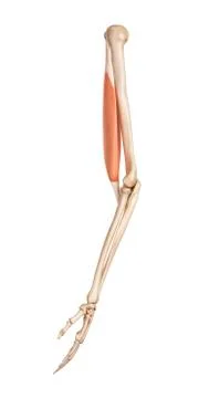 Muscles of the human arm Stock Illustration