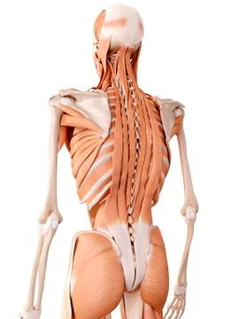 Muscles of the human back Stock Illustration