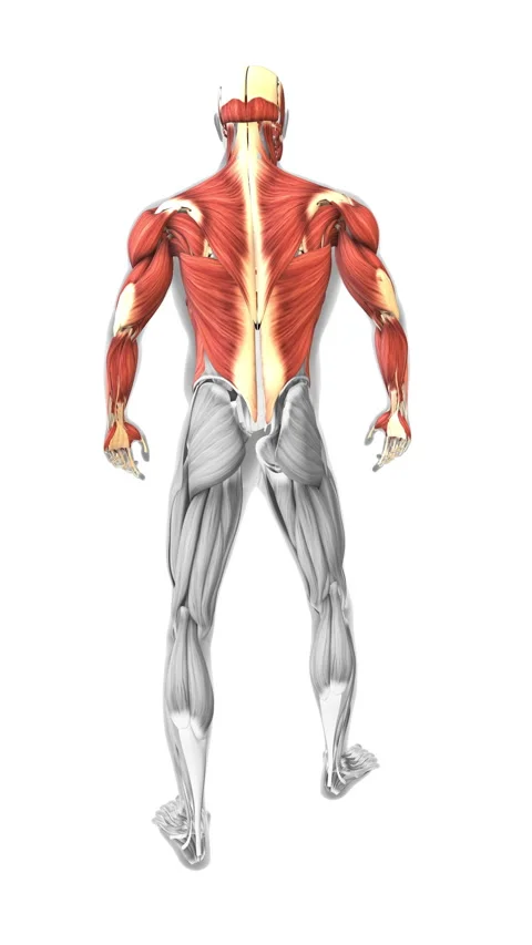Human Body Muscles Back Side