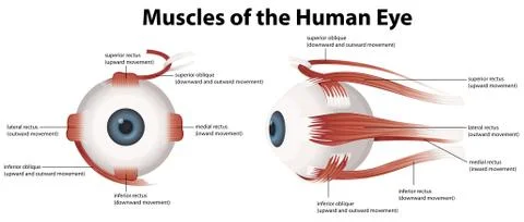Muscles of the Human Eye Stock Illustration