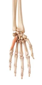 Muscles of the human hand Stock Illustration