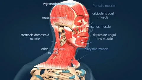 Muscles of the human head Video stock 312142057