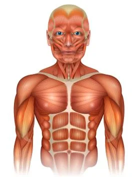 Muscles of the human upper body Stock Illustration