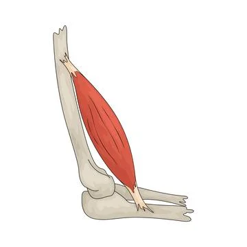 Muscles illustration Stock Illustration