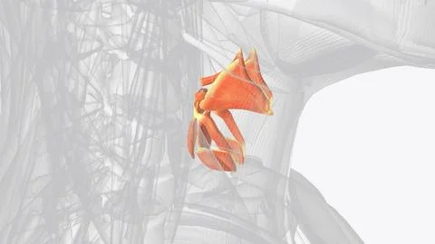 Muscles of the larynx Stock Illustration