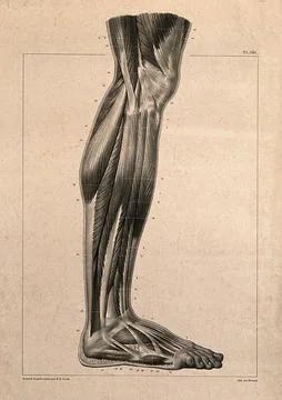 Muscles of the lower leg, seen from the side. Lithograph by N.H Jacob, 1831.. Stock Illustration