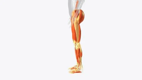 Muscles of Lower limb Stock Illustration
