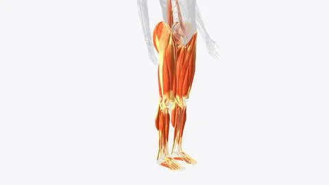 Muscles of Lower limb Stock Illustration