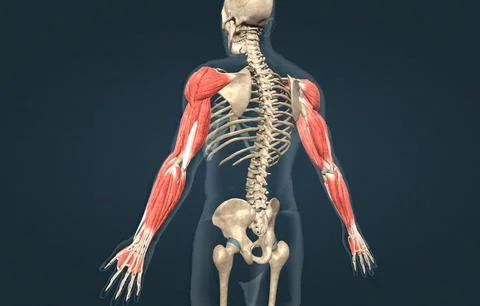 The muscles that move the forearm are located along the humerus, which includ Stock Illustration