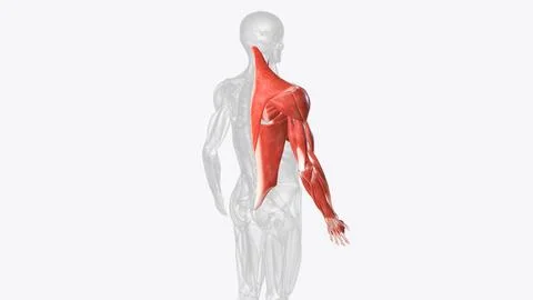 Muscles of right upper limb Stock Illustration