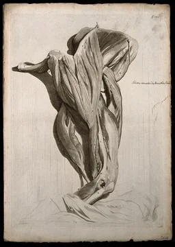 Muscles of the shoulder, upper and lower arm. Engraving after G. de Lairess.. Stock Illustration