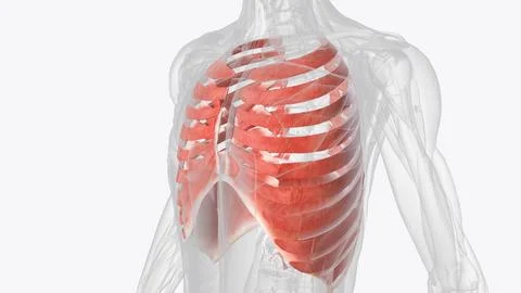 The muscles of the thorax include both the diaphragm as well as the muscles o Stock Illustration