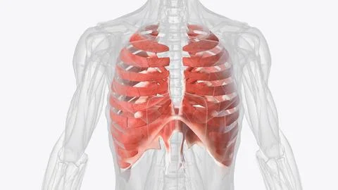The muscles of the thorax include both the diaphragm as well as the muscles o Stock Illustration