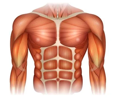 Muscles of the torso Stock Illustration