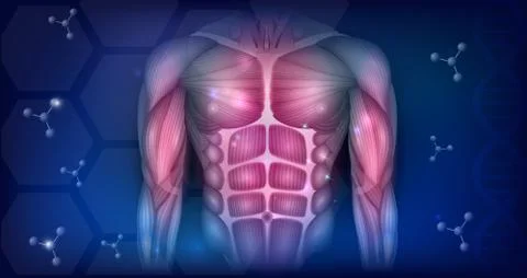 Muscles of the torso Stock Illustration