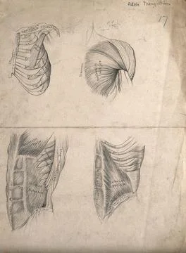 Muscles of the trunk: four figures, including the ribcage and shoulder. Pen.. Stock Illustration