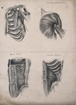 Muscles of the trunk: four figures, including the ribcage and shoulder. Pen.. Stock Illustration