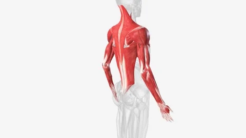 The muscles of the upper limb can be divided into 6 different regions: pectoral, Stock Footage 270148415