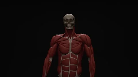 Muscles Of The Upper Limb Can Be Divided Into 6 Different Regions Pectoral Stock Footage 290285660