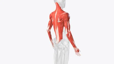 The muscles of the upper limb can be divided into 6 different regions: pector Stock Illustration
