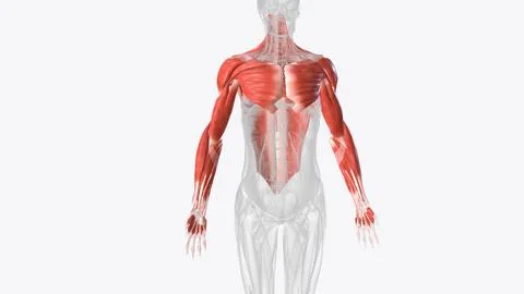 The muscles of the upper limb can be divided into 6 different regions: pector Stock Illustration
