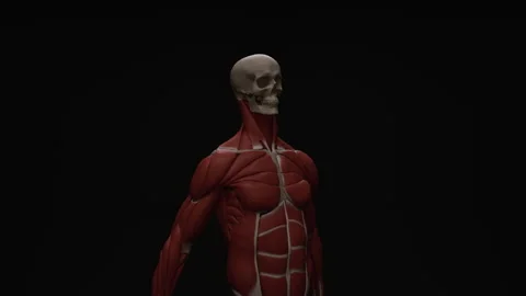 Muscles Of The Upper Limb Stock Footage 290286310