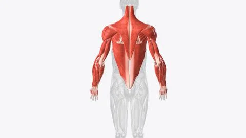 Muscles of upper limb Stock Illustration