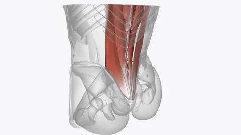Muscles of upper limb Stock Illustration