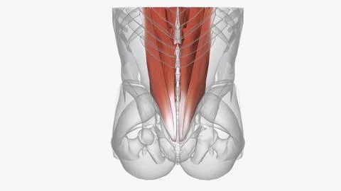 Muscles of upper limb Stock Illustration